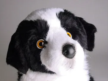 "Sharp" Border Collie
