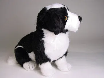 "Sharp" Border Collie