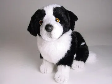 "Sharp" Border Collie